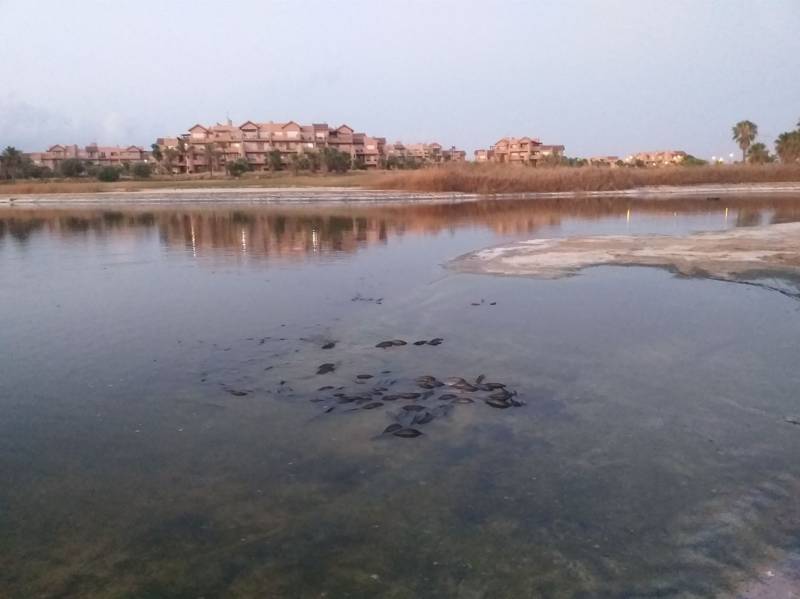 <span style='color:#780948'>ARCHIVED</span> - Fish are dying: No water at the UGOLF Mar Menor Golf resort in Torre Pacheco