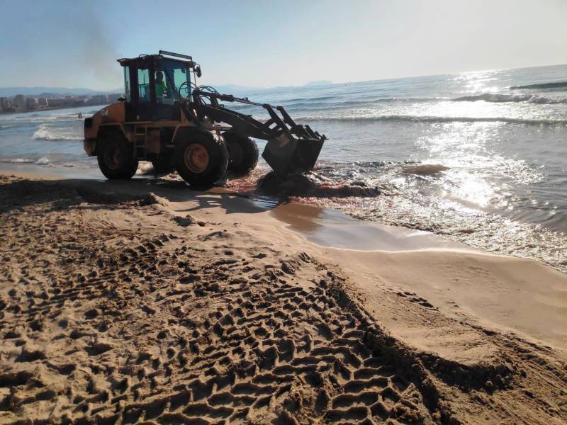 <span style='color:#780948'>ARCHIVED</span> - Dead baby sperm whale washes up on Alicante beach