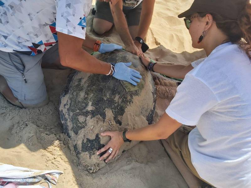<span style='color:#780948'>ARCHIVED</span> - WATCH: Incredible images of nesting loggerhead turtle at Guardamar beach in Alicante