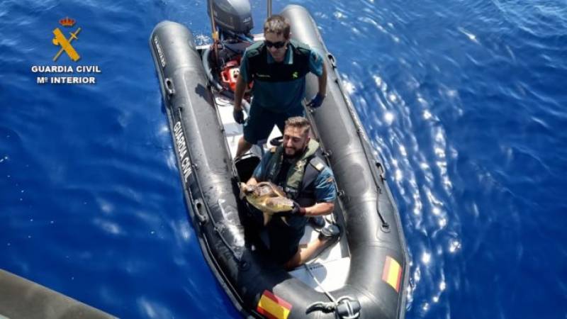 <span style='color:#780948'>ARCHIVED</span> - Rescuers save endangered loggerhead turtle trapped in illegal fishing gear in Alicante