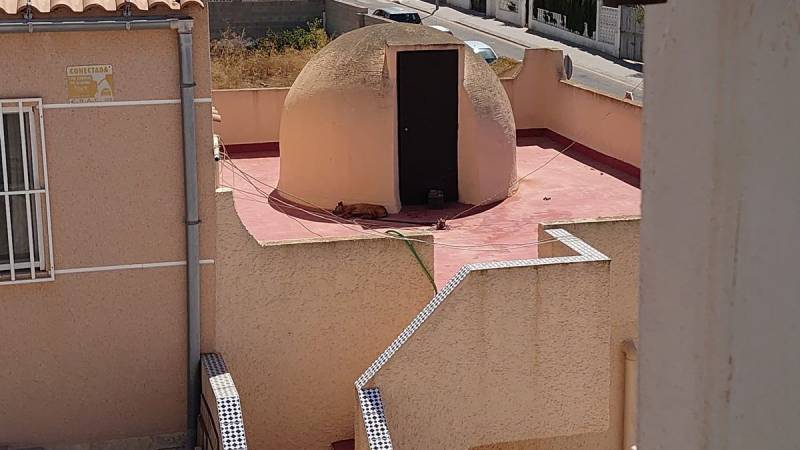Torrevieja dog dies after being tied up on a rooftop in the sun for three days without water