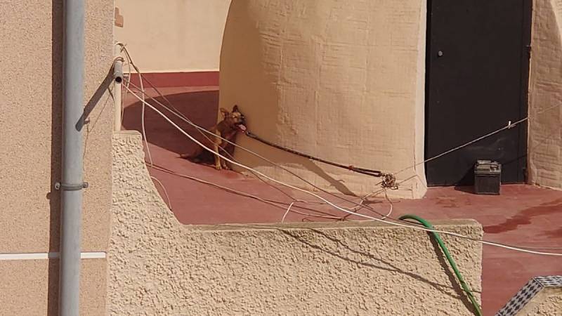 <span style='color:#780948'>ARCHIVED</span> - Death of dog tied up on rooftop in the sun for three days in Torrevieja prompts public demo