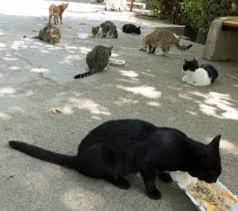 <span style='color:#780948'>ARCHIVED</span> - Feral felines: Benidorm divided over growing stray cat populations