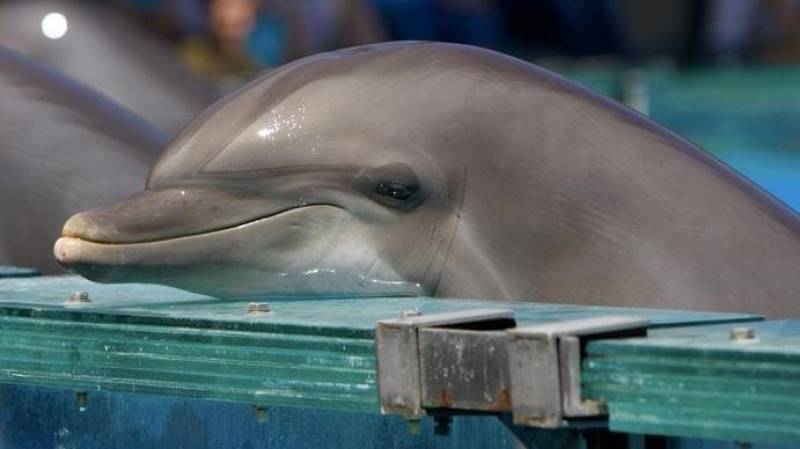 Teenager launches bid to ban dolphins in captivity in Valencia and the rest of Spain