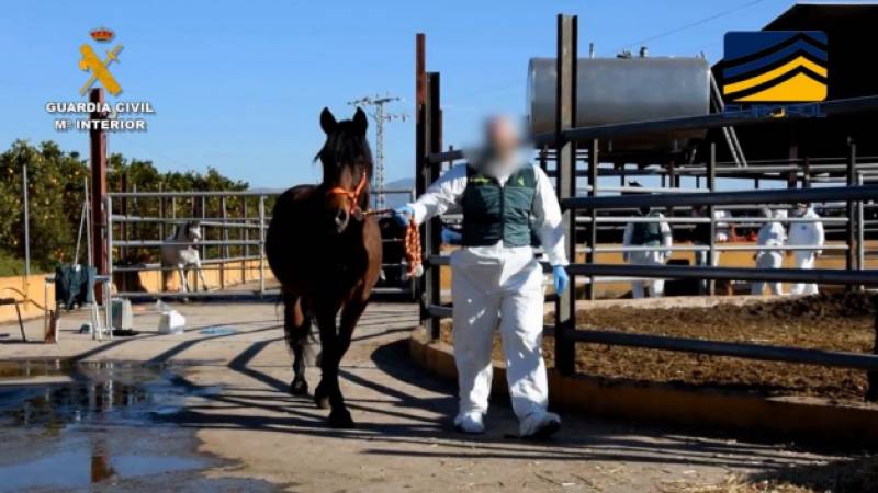 <span style='color:#780948'>ARCHIVED</span> - Gang that sold horse meat unfit for human consumption in Spain dismantled