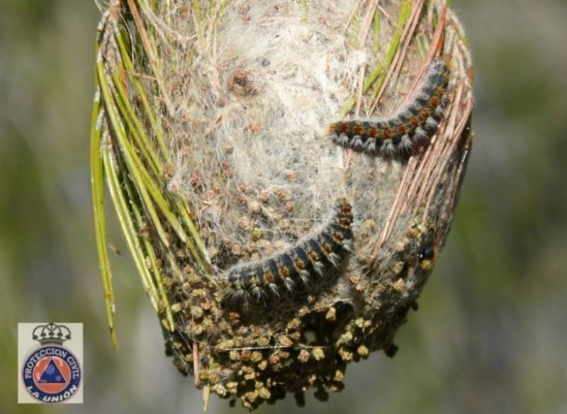 Mild temperatures herald early arrival of deadly processionary caterpillars in Murcia