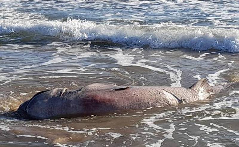Massive 13-foot shark washes up dead on Torrevieja beach