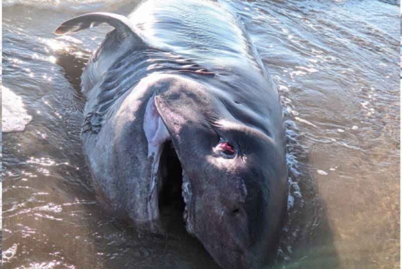 <span style='color:#780948'>ARCHIVED</span> - Massive 13-foot shark washes up dead on Torrevieja beach