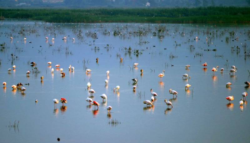 Elche Crevillente natural park registers 33,500 birds - one of the largest number ever recorded