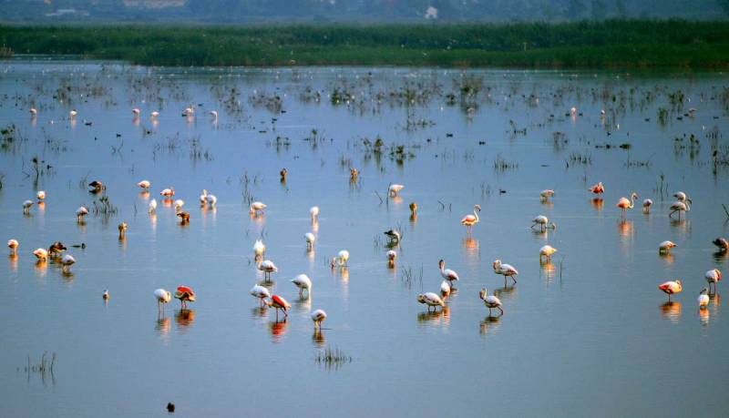 <span style='color:#780948'>ARCHIVED</span> - Elche Crevillente natural park registers 33,500 birds - one of the largest number ever recorded