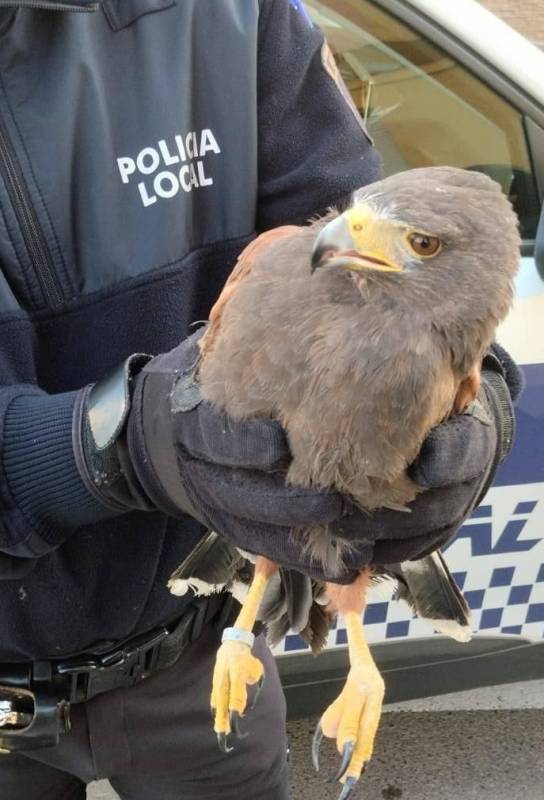 <span style='color:#780948'>ARCHIVED</span> - Disorientated eagle rescued from busy town centre street by police in Aspe, Alicante