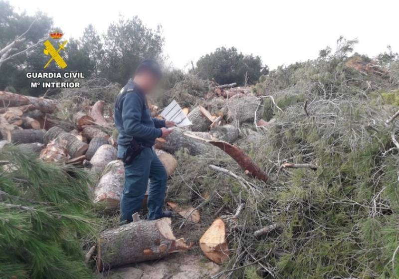 <span style='color:#780948'>ARCHIVED</span> - Orihuela golf course boss accused of illegally felling pine trees in protected areas