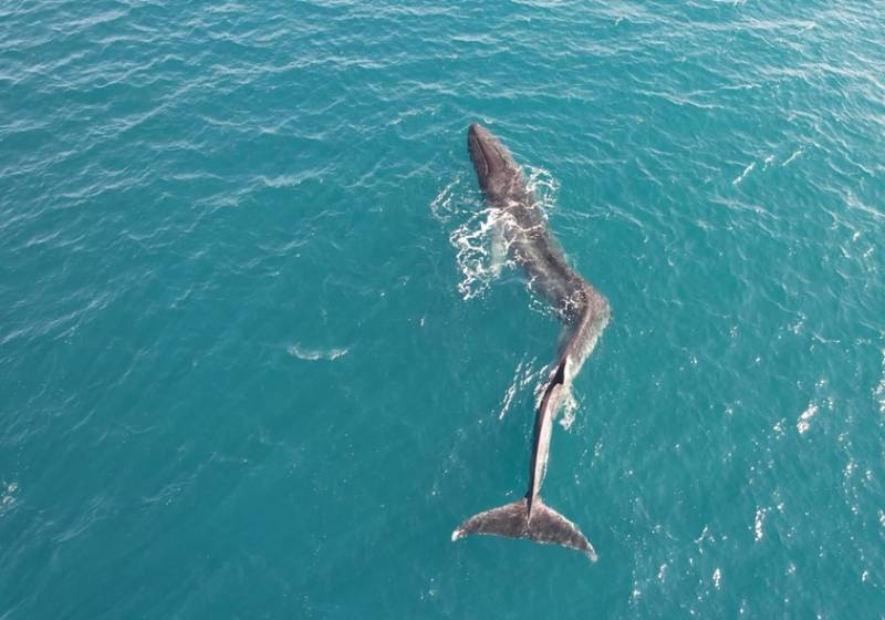 <span style='color:#780948'>ARCHIVED</span> - Disorientated 17-metre whale with spinal deformity spotted off the coast of Cullera, Valencia