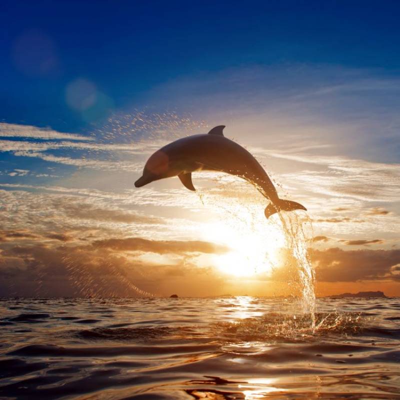 <span style='color:#780948'>ARCHIVED</span> - VIDEO: Pod of dolphins show off spectacular acrobatic skills off Benidorm beach