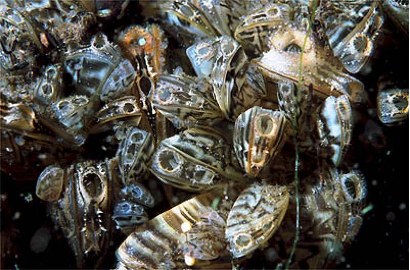 <span style='color:#780948'>ARCHIVED</span> - Harmful and highly invasive zebra mussel found in Crevillente reservoir, Alicante