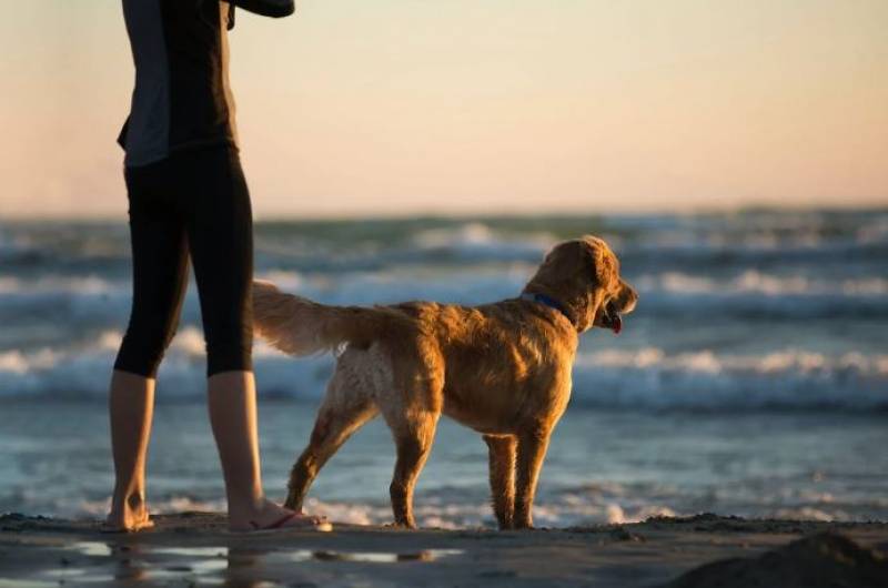 <span style='color:#780948'>ARCHIVED</span> - Mazarron doggy beach voted as one of the 10 best to enjoy with your pet