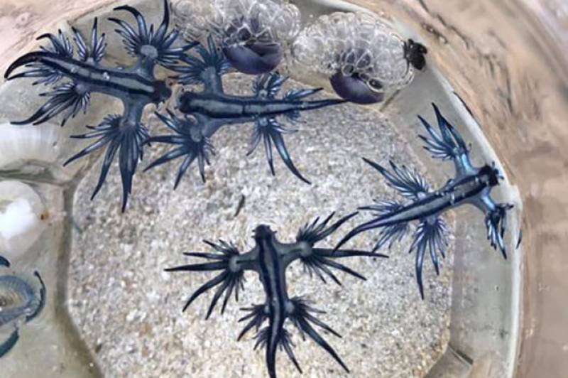 <span style='color:#780948'>ARCHIVED</span> - Mystical blue sea dragons discovered along Alicante coast for the first time in 300 years