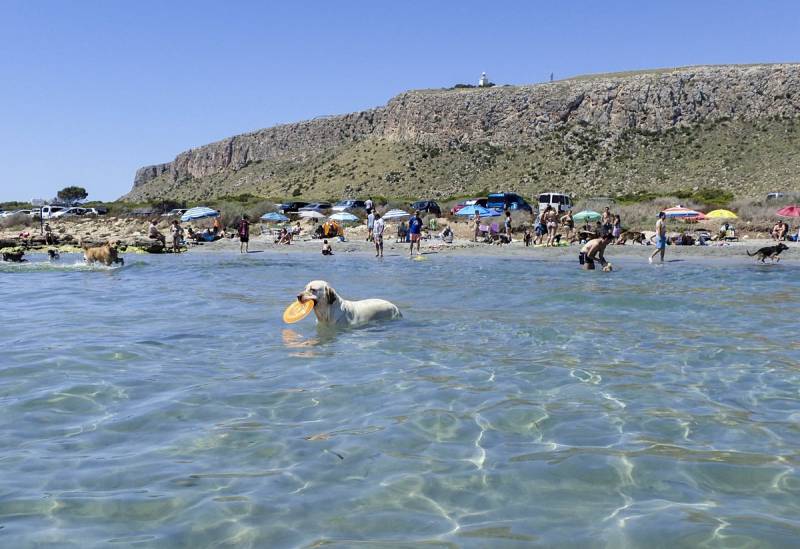 Dog-friendly beaches in Alicante