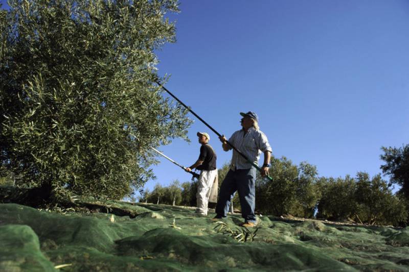 A return to traditional farming: How to save the Mar Menor