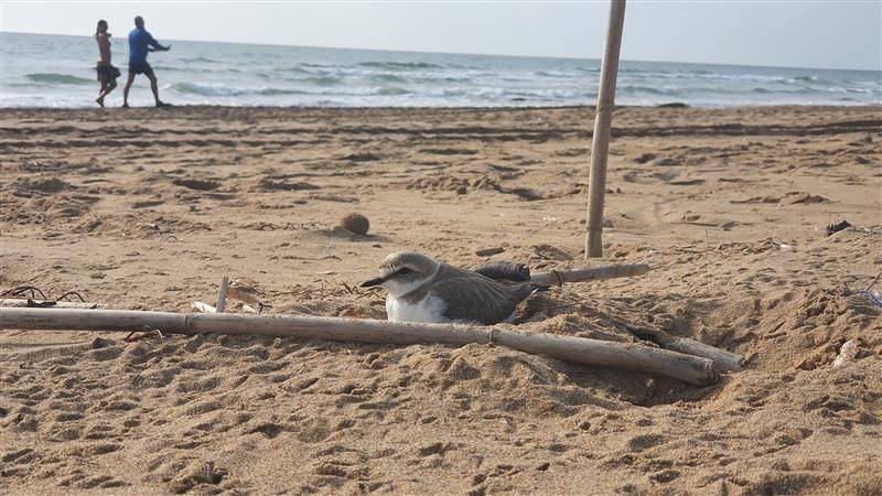 <span style='color:#780948'>ARCHIVED</span> - Irresponsible dog owners threaten depleting Kentish Plover populations on Torrevieja beach