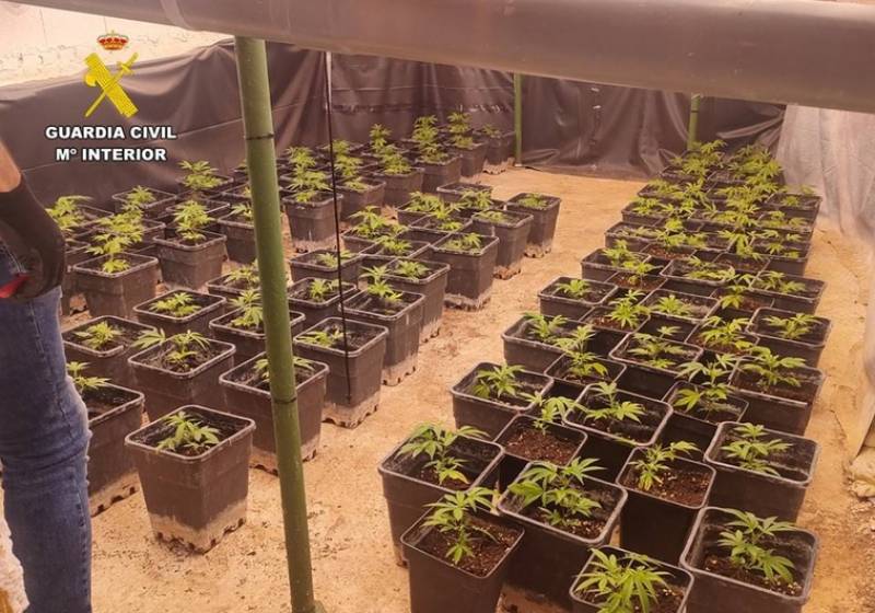 Cannabis crops found at luxury villas in Altea, Alicante guarded by dogs and CCTV 