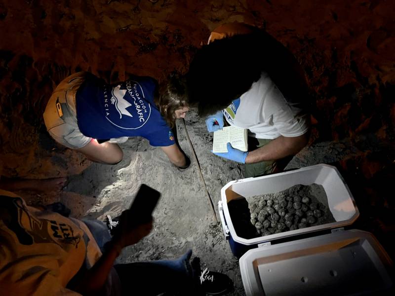 Endangered sea turtle lays 80 eggs on Denia beach in the first recorded Costa Blanca nesting of 2023