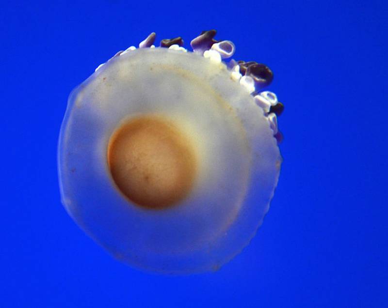 Fried egg jellyfish begin to invade Alicante beaches