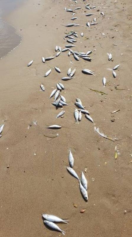 Dead fish wash up on Mazarron beach