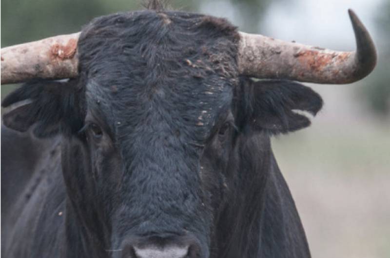 VIDEO: Man gored to death by bull at Spanish festival