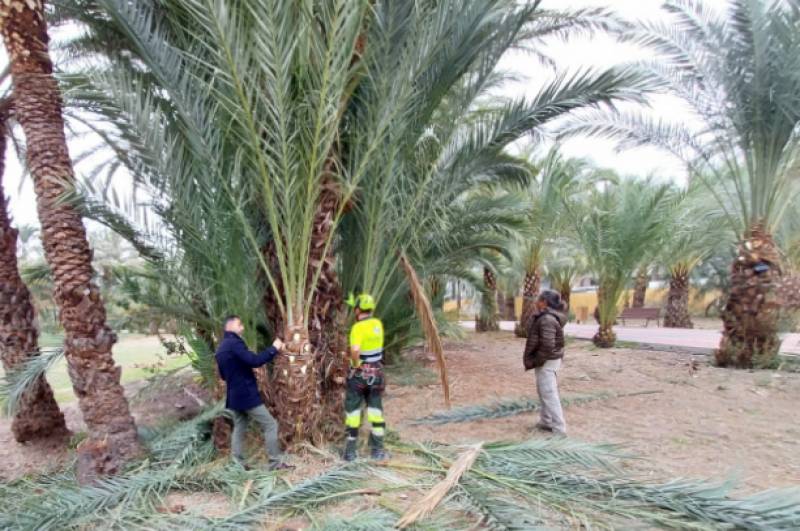 Unpruned palm trees attacked by weevils in Orihuela Costa