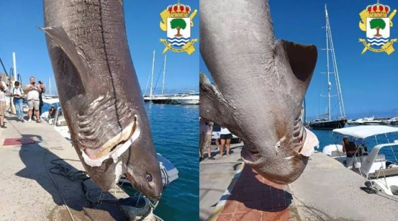 Enormous 5-metre shark washes up in Spain