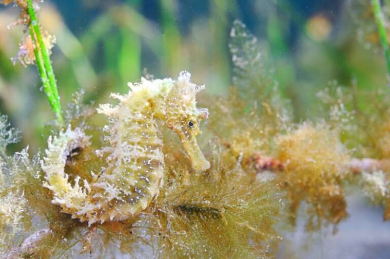Great news for the Mar Menor as dozens of seahorse and giant mussel specimens found