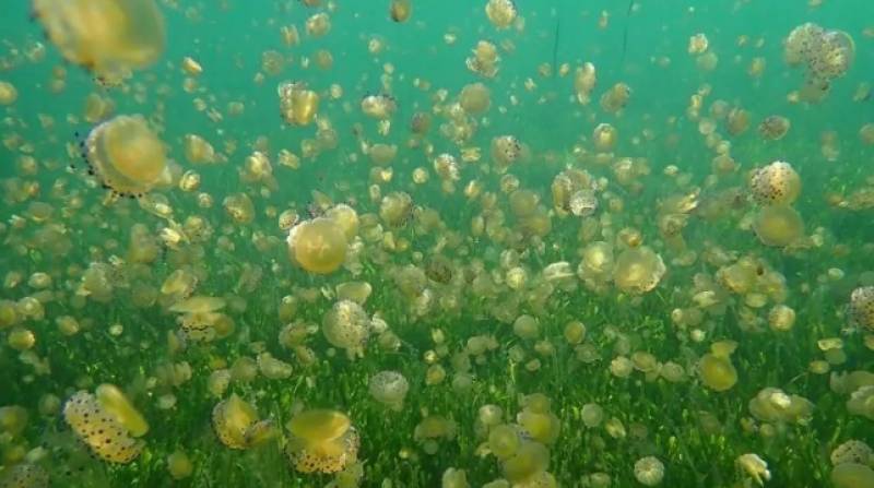 Fried egg jellyfish baby boom in Murcia