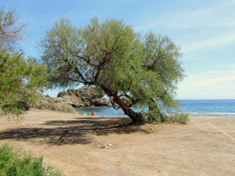 Aguilas to reinstate the Playa del Arroz as a dog-friendly beach