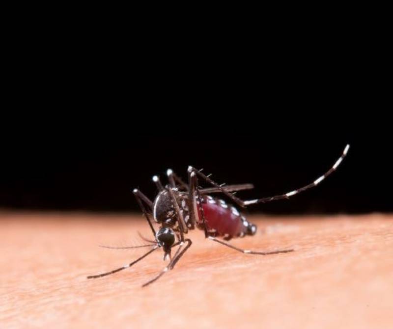 Spain on alert: Oropouche virus and West Nile virus spark concern