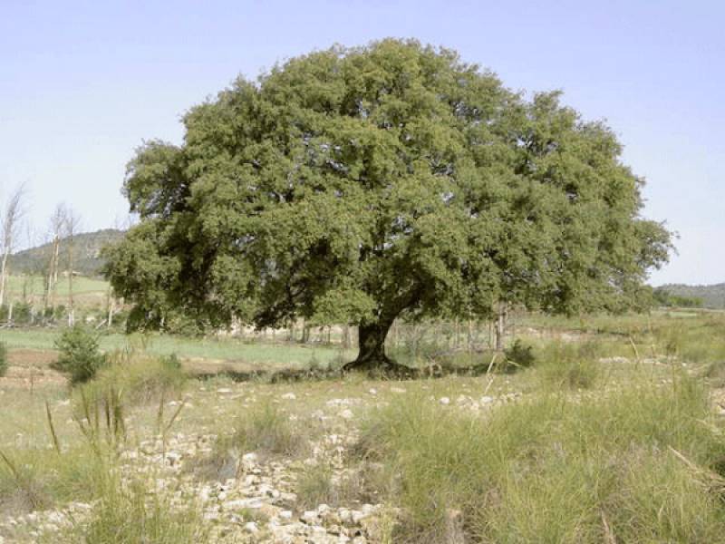 The legend of Lady Eruvigi in La Fuente del Pinar in the Yecla countryside