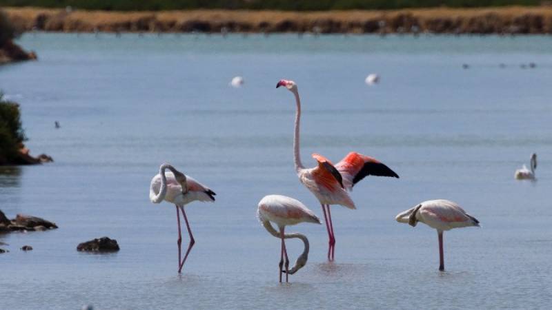 September 8 Free bird-spotting walk in the salt flats of San Pedro del Pinatar