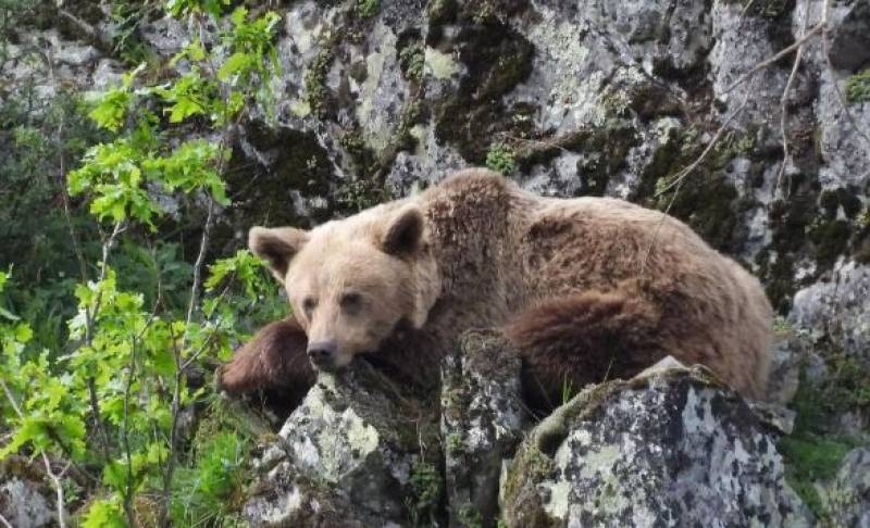 From brink of extinction to thriving: 5 Spanish animals make a remarkable recovery