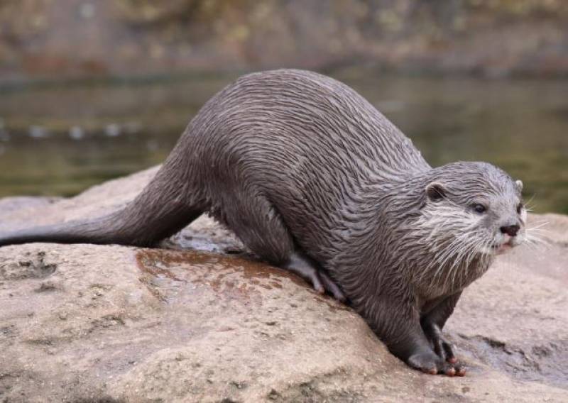 From brink of extinction to thriving: 5 Spanish animals make a remarkable recovery