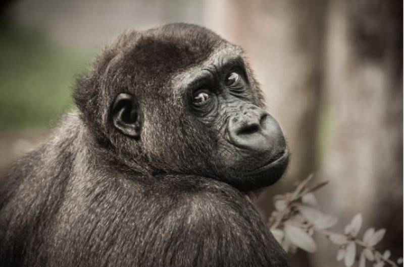 Spain's Great Apes Law aims to protect our primate cousins