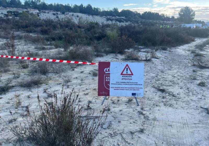 Region of Murcia activates shock plan against lethal processionary caterpillars