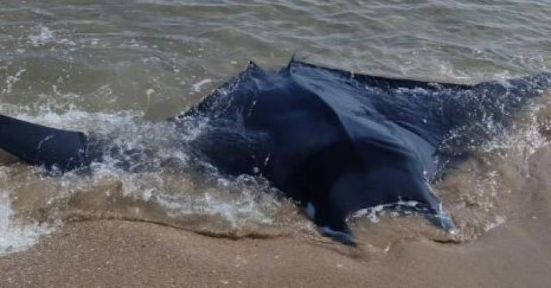 20 so far this spring: Experts confused over unusual manta ray strandings on Spanish beaches