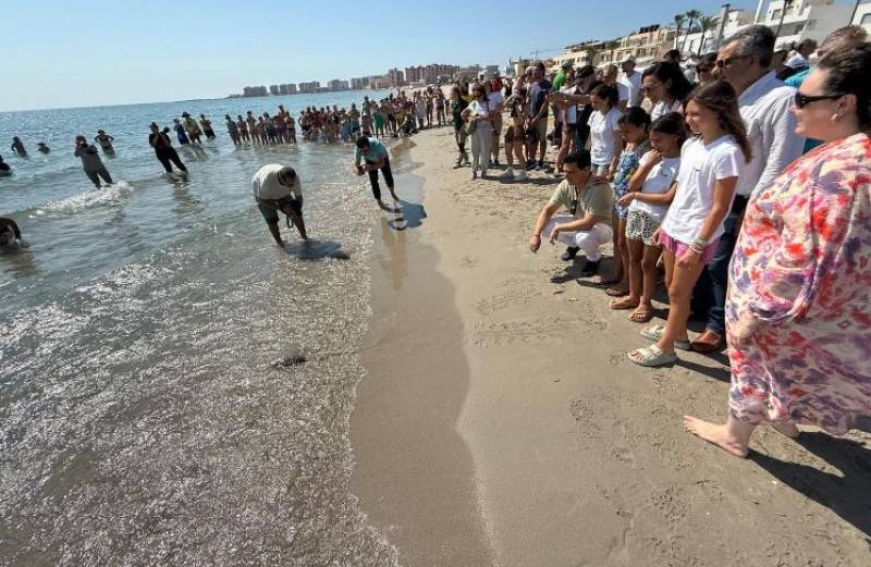 Thirty baby loggerhead turtles return to the sea at La Manga