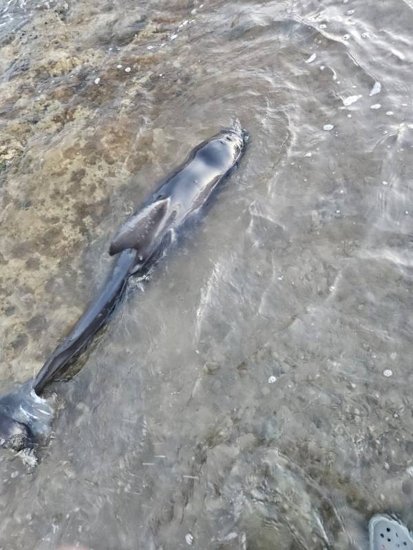 Race to rescue Costa Blanca beached whale fails to save its life