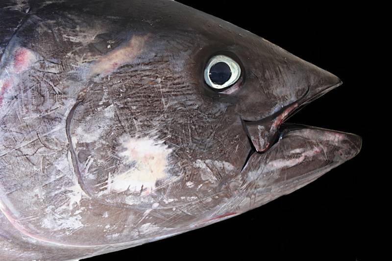 Surprise catch: giant tuna washes up on beach in Torre de la Horadada