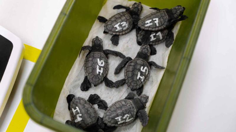 Turtles hatch on Benidorm’s Levante beach