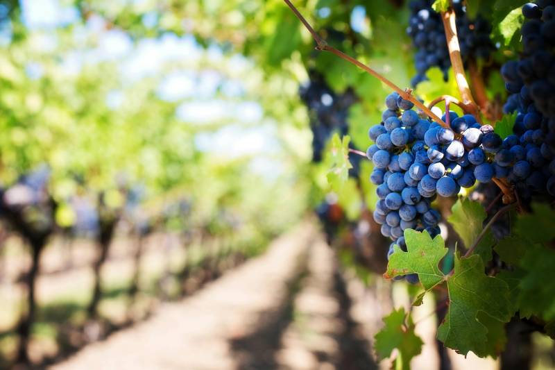 Alicante faces wine shortage as Marina Alta vineyards hit by devastating grape losses