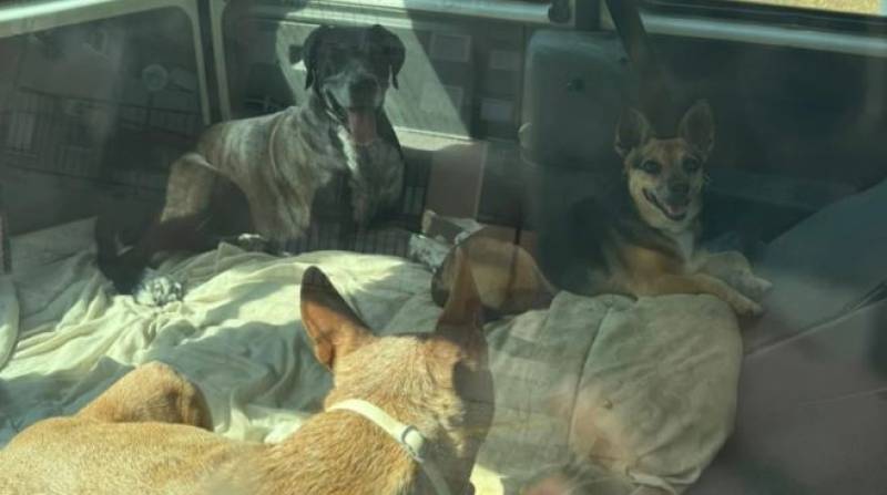 Seven dogs rescued in two separate cases of animal neglect in Murcia