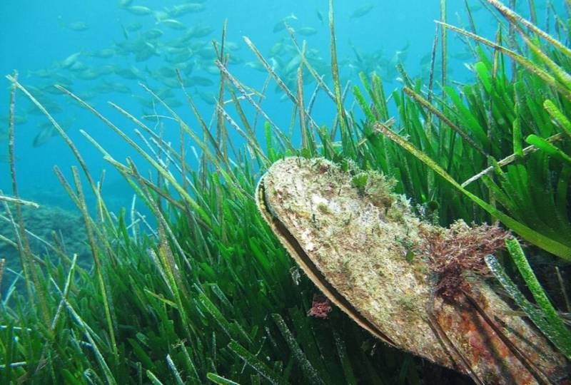 New hope for giant mussels as unseen colony found in Mar Menor