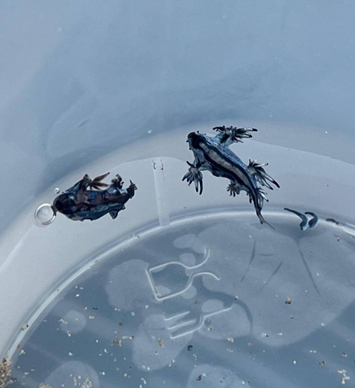 Blue dragons besieging Guardamar beaches